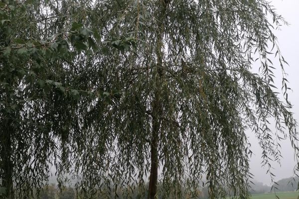 reise-einer-trauerweide-02-copy684C6EC7-B1A5-360E-62BC-2CBDC8AA42F4.jpg